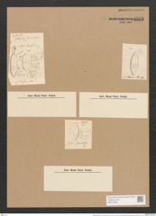 Nitzschia littoralis var. slesvicensis Grun. (de-Toni-Nr.: Genus 47, Species 2032) Zeichnungen Sammlung Grunow Nr. 4018 (NHMW-BOT-W0371823)